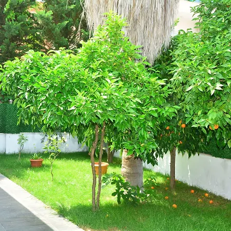 Rafael マナウガト